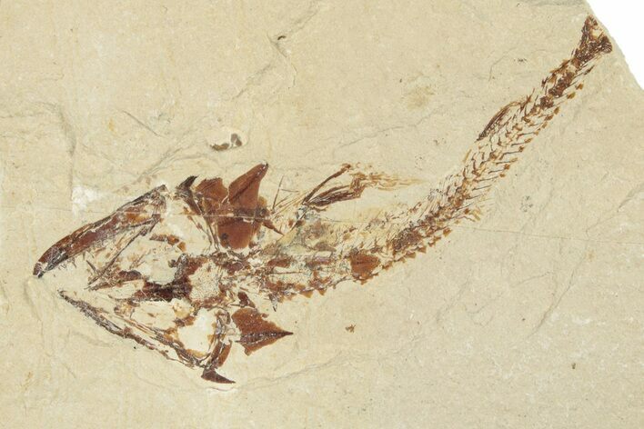 Cretaceous Predatory Fish (Eurypholis) Fossil - Lebanon #258859